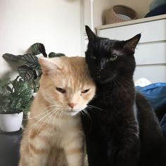 two cats sitting next to each other on top of a bed near a potted plant