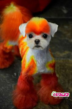 a small white dog with orange and yellow hair