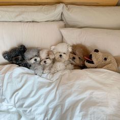 five small dogs laying on top of a bed with white sheets and pillowcases