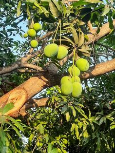 some green fruit hanging from a tree branch