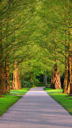 an empty road surrounded by tall trees and green grass in the middle of a park