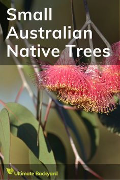 small australian native trees with text overlay