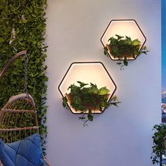 two hanging planters with plants in them on the wall