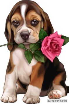 a brown and white puppy holding a pink rose