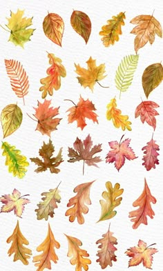 watercolor autumn leaves on white paper