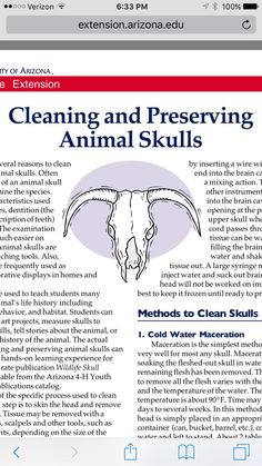 the front page of an iphone app showing cleaning and preserving animal skulls