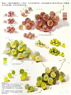 an image of grapes on display in chinese