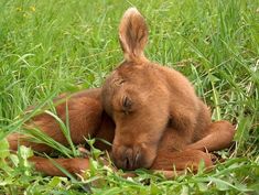 a baby horse laying in the grass with it's head on its hind legs