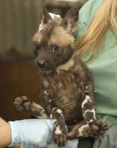 a small brown and black dog sitting on top of someone's lap with gloves