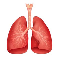 a diagram of the human lungs and their major vessels, including the bronchi