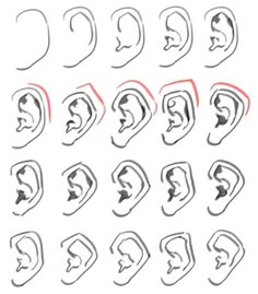 the different types of ear shapes and how they are used to make them look like heads