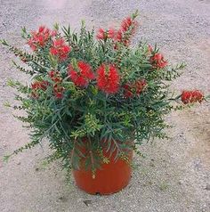 a potted plant with red flowers sitting on the side of a road in front of a car