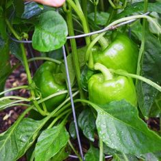 the green peppers are growing on the plant in the garden and being held up by someone's hand