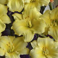 yellow flowers are blooming in a vase