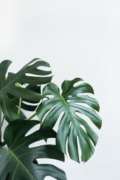 a green plant with large leaves against a white background