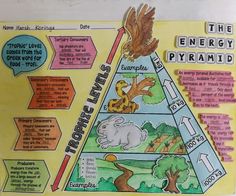 the energy pyramid is labeled with animals and other things to see in it's diagram