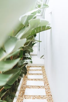 a narrow walkway between two white walls with plants in the corner and gravel on either side