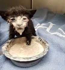 a small black cat standing on top of a bowl