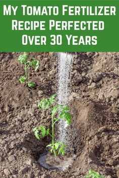 a plant sprouts out of the ground with text overlay that reads, my tomato fertilizer recipe perfected over 30 years