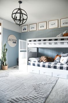 a dog laying on top of a bunk bed in a room with blue walls and carpet