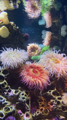 anemone and sea anemones grow in the water