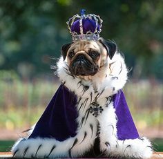 a pug dog dressed in a purple and white costume with a crown on it's head