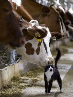 a black and white cat standing next to cows