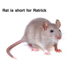 a rat is short for ratrick on a white background with the caption rat is short for ratrick