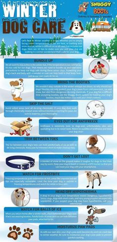 the winter dog care info sheet