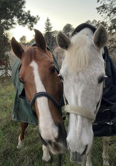 two horses standing next to each other in the grass