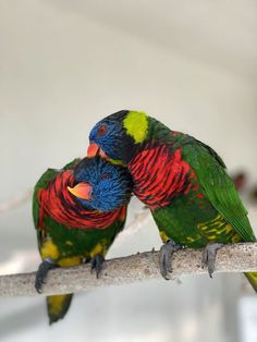 two colorful birds sitting on top of a tree branch next to each other and touching beaks