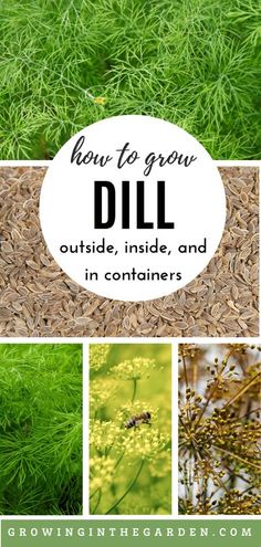 how to grow dill outside, inside, and in containers with text overlay