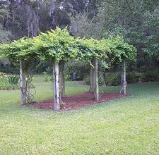 a group of trees that are in the grass