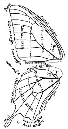 a diagram of a butterfly's wing and its external wings, vintage line drawing or engraving