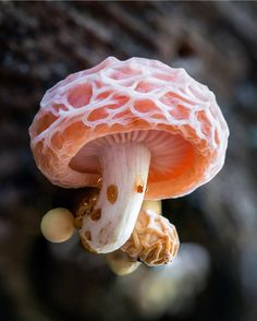 a close up of a mushroom on a tree