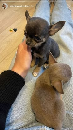 Ugly Dogs, Dog Mommy, Cute Chihuahuas, Cute Rats, Cute Chihuahua, Pretty Dogs, Chihuahua Love, Dream Dog, Chihuahua Puppies