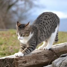 a cat standing on top of a wooden log