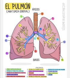 the anatomy of the human lungs