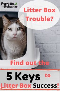 a cat sitting in a litter box with the caption'find out the 5 keys to litter box success '