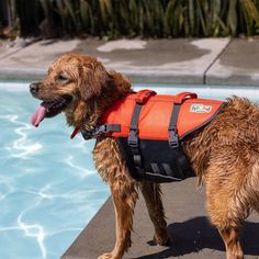 a brown dog wearing an orange life jacket standing next to a swimming pool with it's tongue hanging out