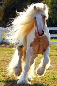 a white and brown horse running in the grass