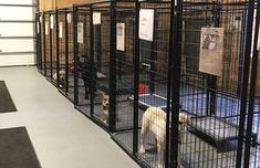 two dogs are in their kennels at the animal shelter