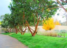 a sidewalk that is lined with trees and grass