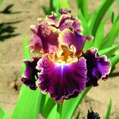 a purple and yellow flower with green leaves in the foreground, on dirt ground