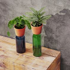 two green vases with plants in them sitting on a wooden table