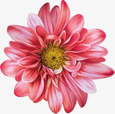 an image of a pink flower on a white background