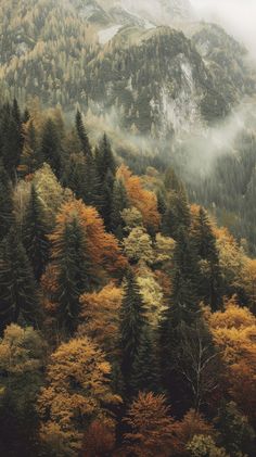 trees with yellow and green leaves in the foreground, surrounded by foggy mountains