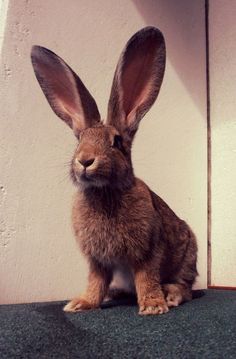 a brown rabbit sitting next to a white wall