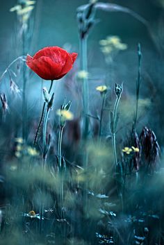 a red flower is in the middle of some tall grass