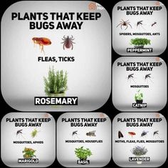 the different types of bugs that can be found in plants